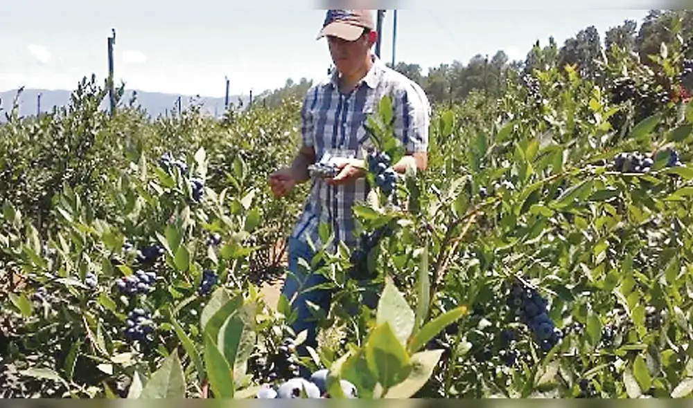Crecimiento económico de Lambayeque alcanzó 4.2% gracias a las exportaciones