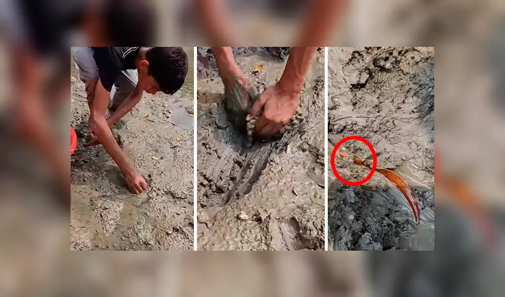 En Facebook se viralizó el misteriosos hallazgo que hizo un chico al encontrar peligrosas criaturas. En Facebook se viralizó el misteriosos hallazgo que hizo un chico al encontrar peligrosas criaturas.