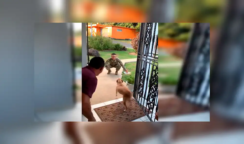 En YouTube, un joven militar retornó a su hogar tras meses de ausencia y recibió un tierno abrazo de su mascota. En YouTube, un joven militar retornó a su hogar tras meses de ausencia y recibió un tierno abrazo de su mascota.