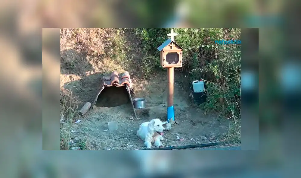 Vía YouTube. Pobladores comentaron que le llevan comida y agua a diario, pues el can se niega a abandonar el lugar