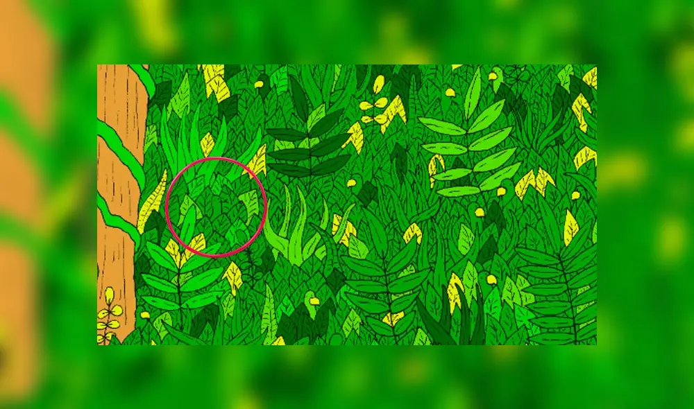 Desliza las imágenes para ver el lugar exacto en el que esta serpiente se encuentra oculta. Foto: dudolf.com Desliza las imágenes para ver el lugar exacto en el que esta serpiente se encuentra oculta. Foto: dudolf.com