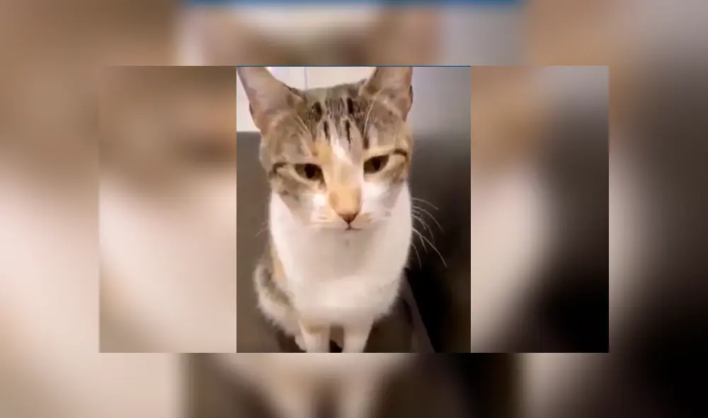 Desliza las imágenes para apreciar el tierno comportamiento de un gato para convencer a su dueña de salir a la calle. Desliza las imágenes para apreciar el tierno comportamiento de un gato para convencer a su dueña de salir a la calle.