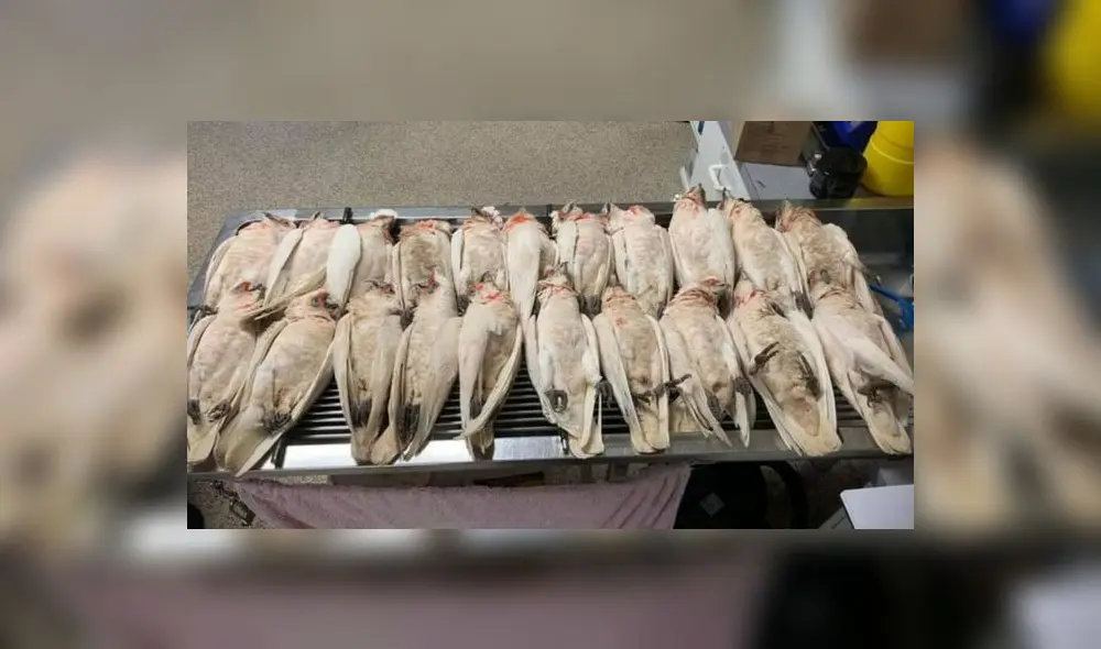 Mueren aves en Australia. Se sospecha que fueron envenenadas. Foto: Difusión. Mueren aves en Australia. Se sospecha que fueron envenenadas. Foto: Difusión.