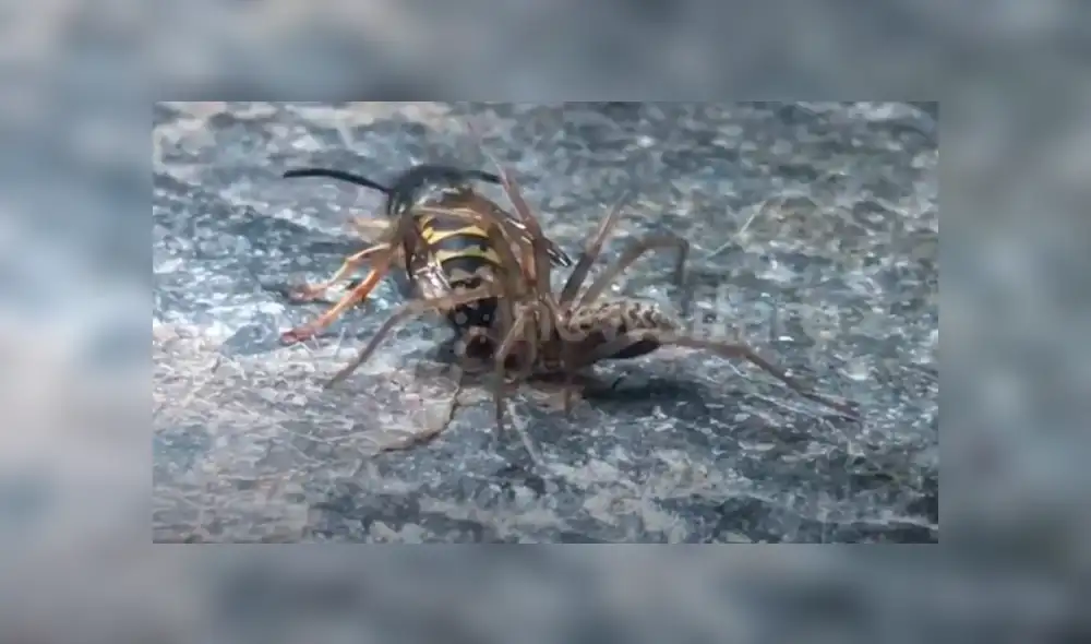 Un joven grabó el momento en que una avista defendió a su compañera del brutal ataque de una araña. Un joven grabó el momento en que una avista defendió a su compañera del brutal ataque de una araña.