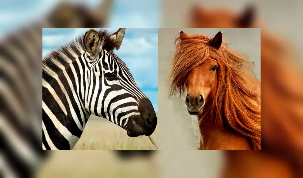 Desliza para ver al híbrido que sorprendió a todos en YouTube. Foto: Captura. Desliza para ver al híbrido que sorprendió a todos en YouTube. Foto: Captura.