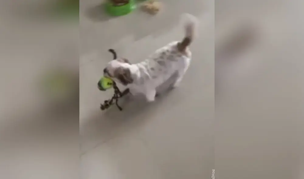 Desliza hacia la izquierda para ver más imágenes del emotivo comportamiento de dos canes al ver llegar a su dueño. Foto: captura de TikTok Desliza hacia la izquierda para ver más imágenes del emotivo comportamiento de dos canes al ver llegar a su dueño. Foto: captura de TikTok