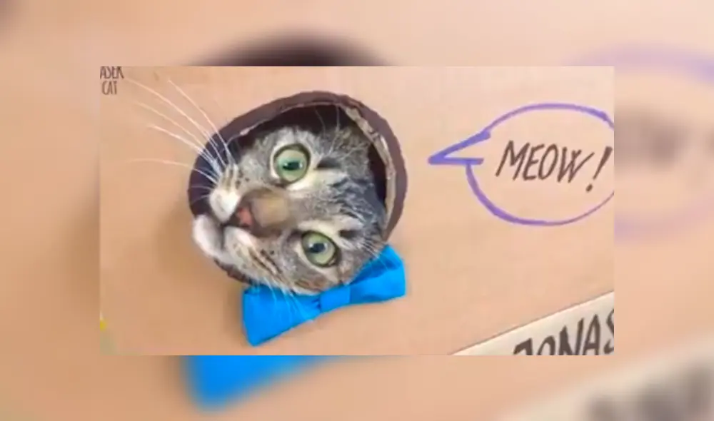 En Facebook, un joven utilizó cartón para fabricar una casa especial para su adorado gato y obtuvo un buen resultado. En Facebook, un joven utilizó cartón para fabricar una casa especial para su adorado gato y obtuvo un buen resultado.