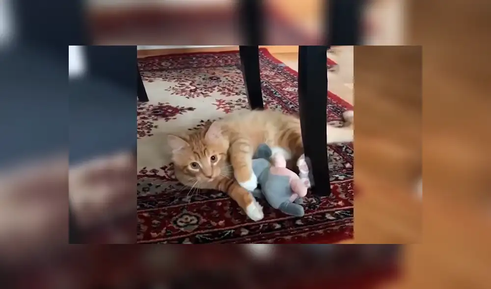 En Facebook, un tierno gato asombró con su habilidad al alcanzar varios objetos a su cuidador. En Facebook, un tierno gato asombró con su habilidad al alcanzar varios objetos a su cuidador.