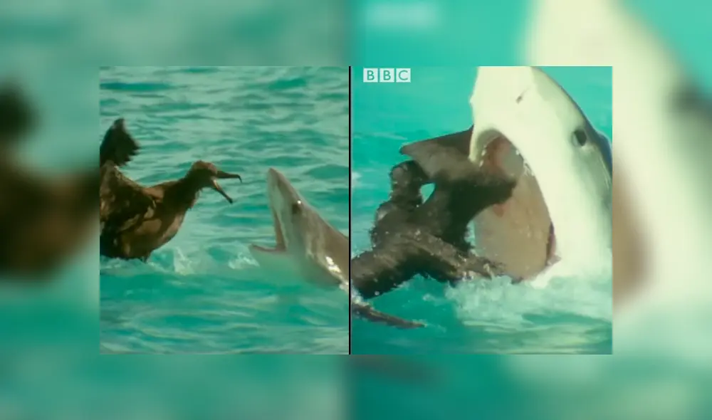 YouTube viral: Ave protagonizó lucha a muerte con feroz tiburón que intentó devorarlo [VIDEO] 