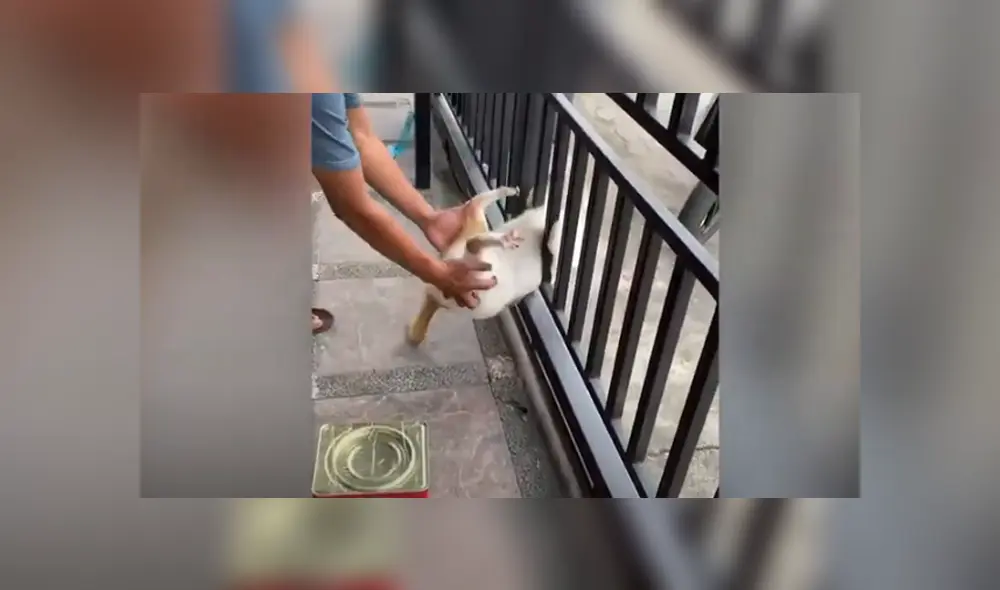 Desliza hacia la izquierda para ver las imágenes de viral de Facebook.