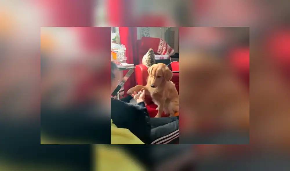 Desliza las imágenes para apreciar el conmovedor comportamiento de un perro al tener cerca un ratón. Desliza las imágenes para apreciar el conmovedor comportamiento de un perro al tener cerca un ratón.