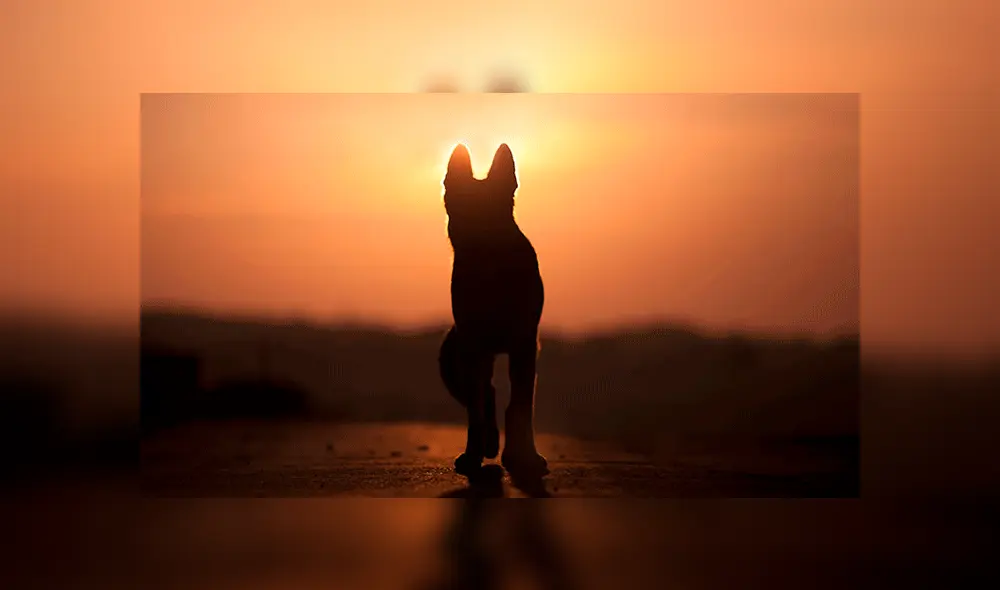 Murió Malevo, el perro que fue baleado por unos ladrones al defender a una pareja de ancianos