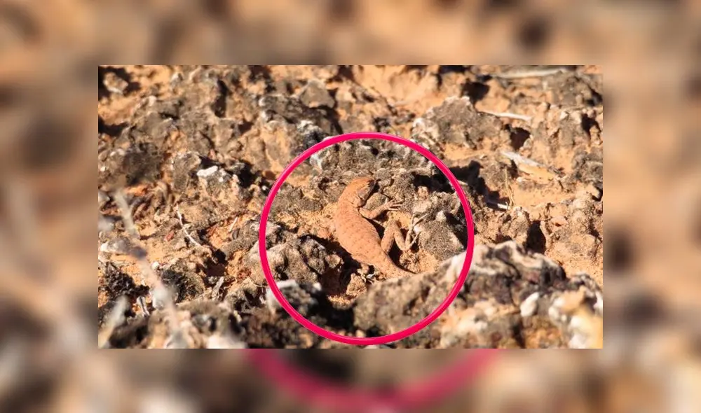 Desliza las imágenes para ver la ubicación exacta del travieso reptil que se escondió en esta imagen. Foto: Facebook Desliza las imágenes para ver la ubicación exacta del travieso reptil que se escondió en esta imagen. Foto: Facebook