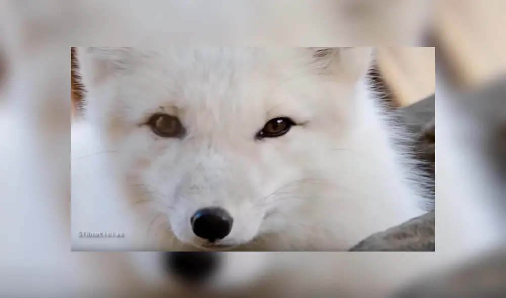 YouTube viral: pensó que su pequeña mascota era un perro, al conocer la verdad queda aterrada [VIDEO]