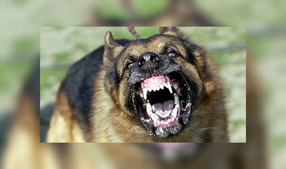 Hombre sufre convulsiones en su casa y su perro lo mata a mordiscos Hombre sufre convulsiones en su casa y su perro lo mata a mordiscos