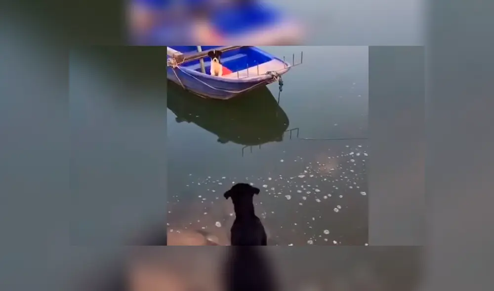El perro se ganó los aplausos de miles de usuarios por la hazaña que realizó para rescatar a su cría. Foto: captura. El perro se ganó los aplausos de miles de usuarios por la hazaña que realizó para rescatar a su cría. Foto: captura.