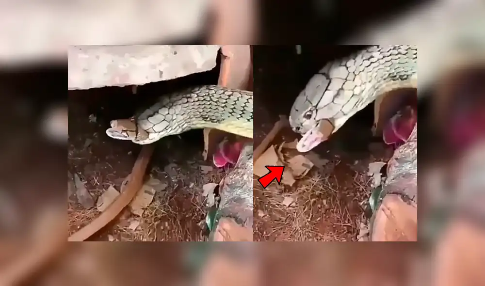 Facebook: gigantesca ‘Cobra real’ se enfrenta a culebra y desenlace aterroriza a miles [VIDEO]