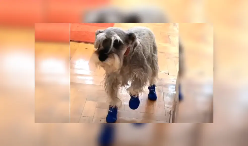 Desliza las imágenes para ver más sobre este curioso perrito que conmovió a miles en redes sociales. (Foto: captura) Desliza las imágenes para ver más sobre este curioso perrito que conmovió a miles en redes sociales. (Foto: captura)