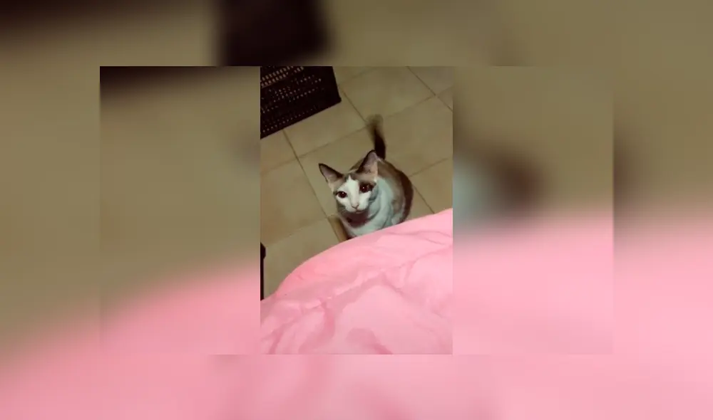 Desliza las imágenes para conocer la divertida reacción de un gato al escuchar la pregunta de su dueña.