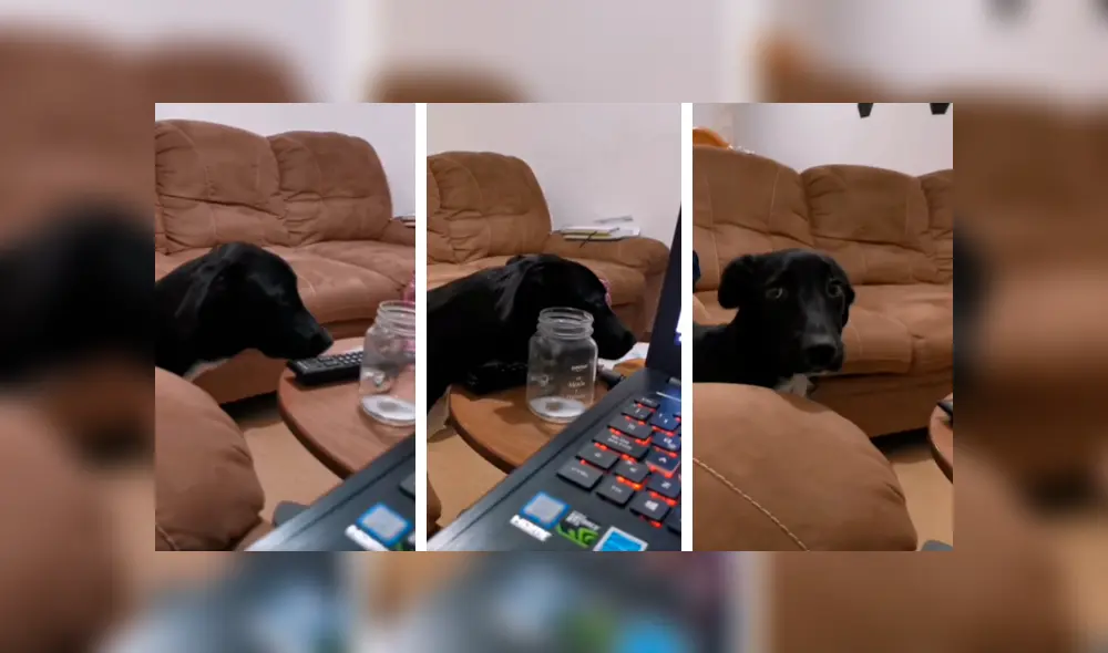 Desliza las imágenes para observar el terrible momento que vivió un perro al no lograr quitarle un pan a su dueña. Foto: Captura. Desliza las imágenes para observar el terrible momento que vivió un perro al no lograr quitarle un pan a su dueña. Foto: Captura.