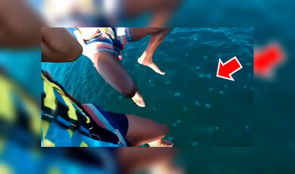 Hombres se sumergen en mar repleto de medusas venenosas, sin imaginar lo que pasaría [VIDEO] 