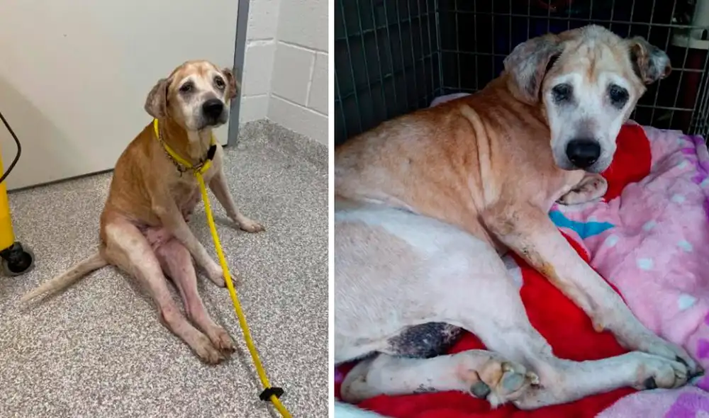 Desliza las imágenes para conocer a Lars, el perrito que abandonado debido a su avanzada edad. Foto: Facebook