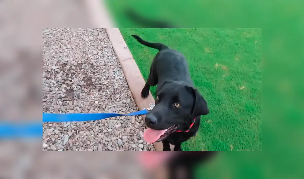 Desliza para ver los momentos más enternecedores del video que se hizo viral en YouTube. Desliza para ver los momentos más enternecedores del video que se hizo viral en YouTube.