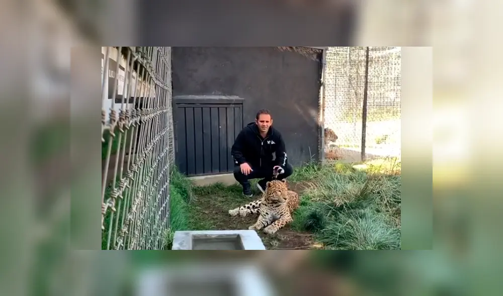 Desliza hacia la izquierda para ver la reacción del felino con su dueño, escena que es viral en Facebook. Desliza hacia la izquierda para ver la reacción del felino con su dueño, escena que es viral en Facebook.