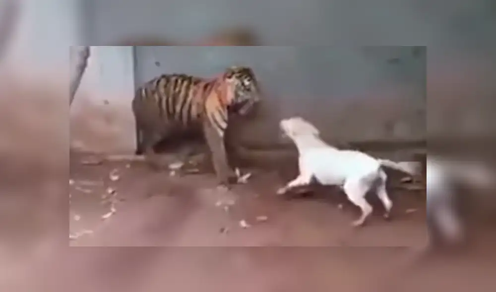 YouTube viral: pequeño perro ingresa a recinto de enfurecido tigre y dueño queda en shock [VIDEO]