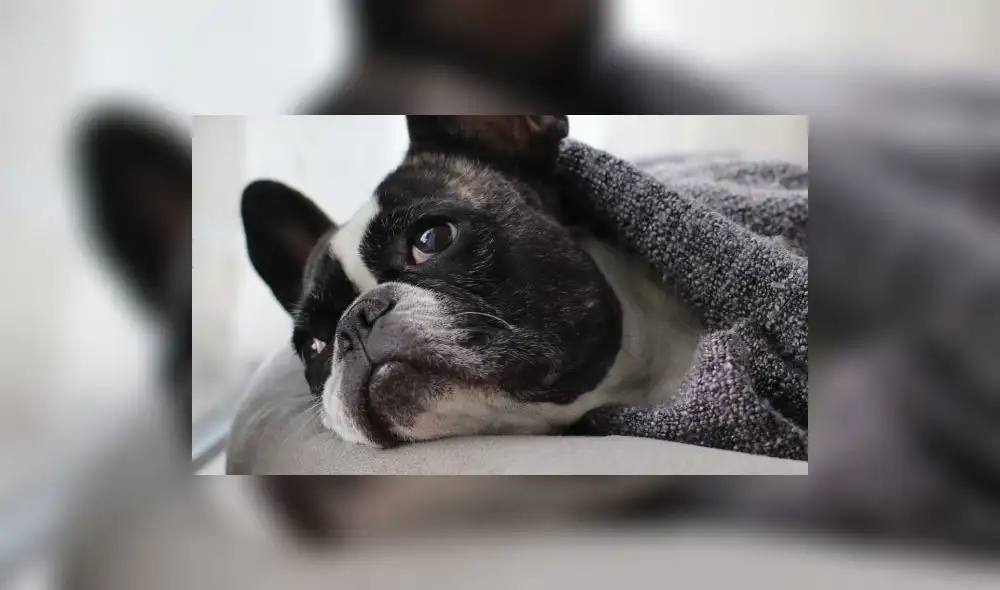 Una reforma legislativa en 2019 buscó aumentar a cinco años de cárcel las penas por maltrato animal. Foto: Difusión. Una reforma legislativa en 2019 buscó aumentar a cinco años de cárcel las penas por maltrato animal. Foto: Difusión.