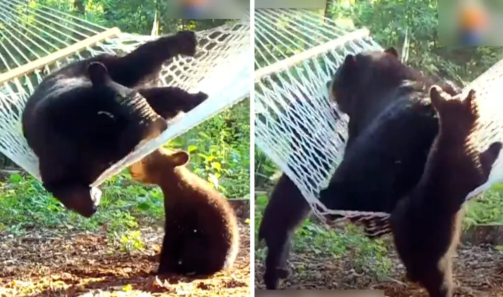 Desliza hacia la izquierda para ver las divertidas imágenes de Bertha y sus crías. Foto: captura de YouTube