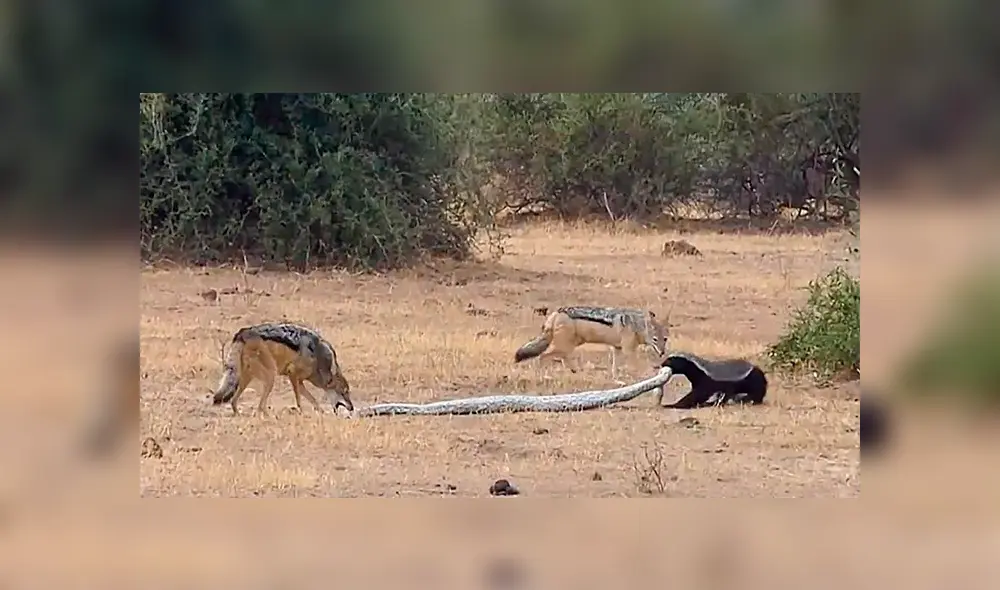 Desliza para ver detalles del video viral publicado en YouTube. Foto: Captura. Desliza para ver detalles del video viral publicado en YouTube. Foto: Captura.