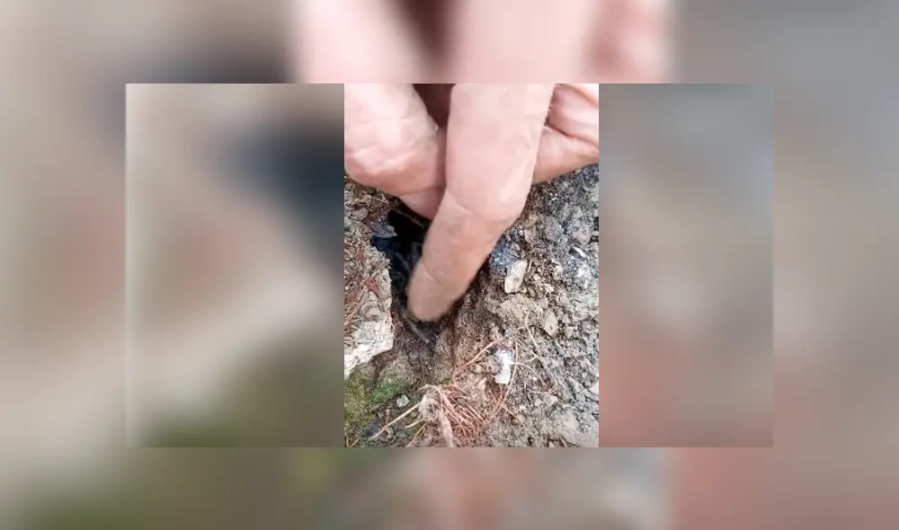 Desliza hacia la izquierda para ver a la enorme tarántula cuidando a sus bebés, escena que es viral en Facebook.