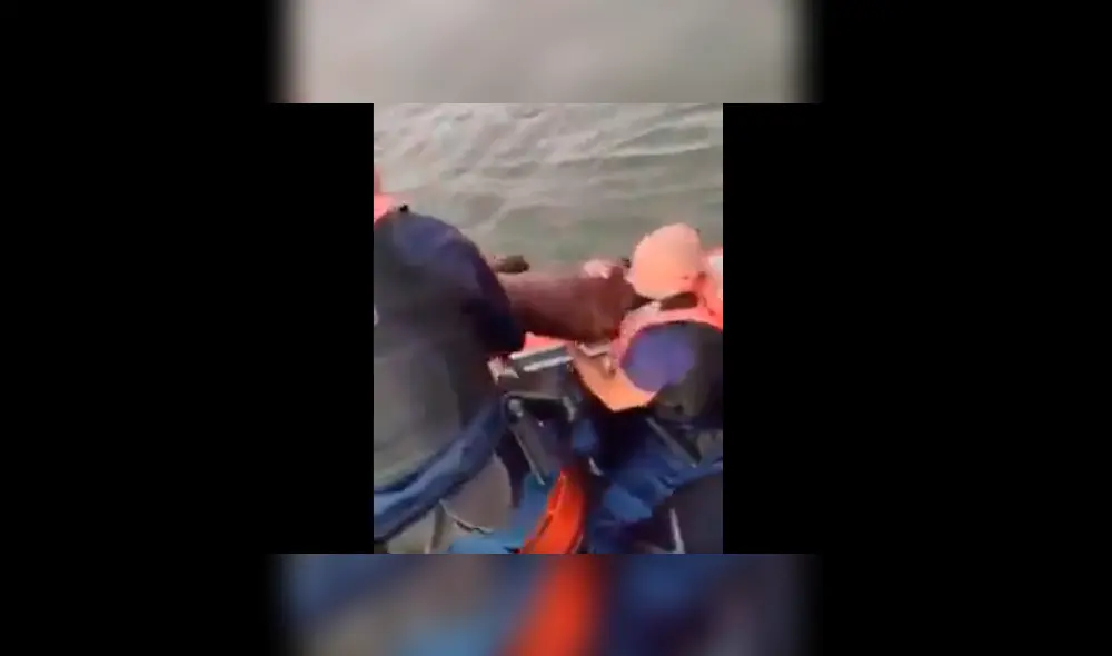 Rescatan a perro que naufragó en medio del océano y lo devuelven a su dueño [VIDEO]