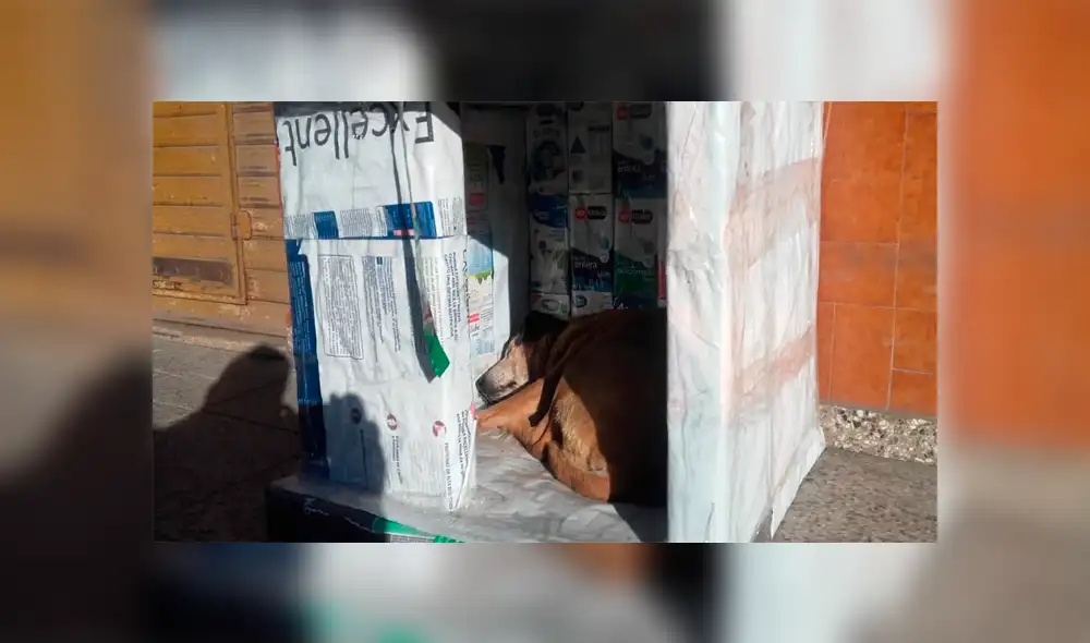 Alumnos de colegio construyen casas para perros abandonados con envases tetrapack [FOTOS]