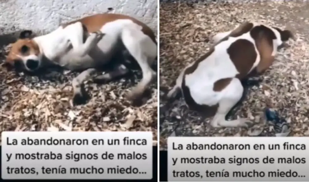 Las imágenes muestran la lamentable condición en que se encontraba 'Maggie'. Foto: Captura/TikTok/@yrinabaquero