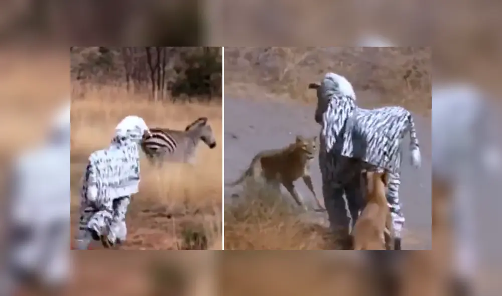Facebook: arriesgados hombre se visten de cebra para asustar a los animales en África y ocurre lo peor [VIDEO]