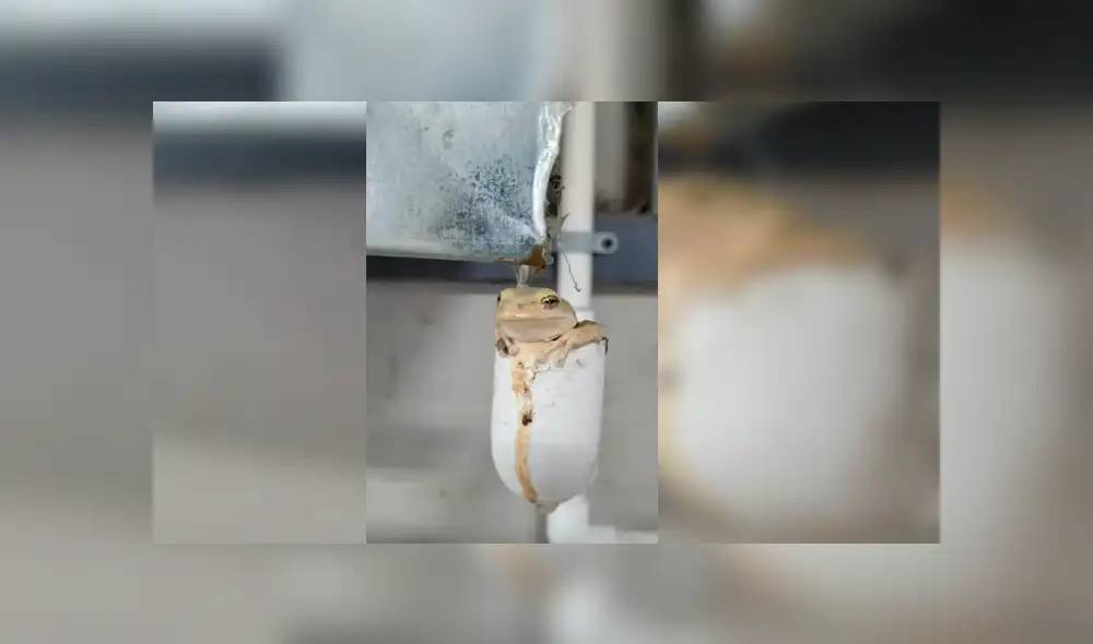 Astuta rana sorprendió a más de uno con una insólita artimaña para hallar un refugio parecido a su hábitat Astuta rana sorprendió a más de uno con una insólita artimaña para hallar un refugio parecido a su hábitat