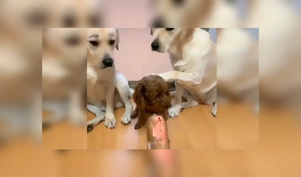 En Facebook, unos perros estiraron sus patas delanteras para acusar a su amigo tras cometer unas travesuras. En Facebook, unos perros estiraron sus patas delanteras para acusar a su amigo tras cometer unas travesuras.