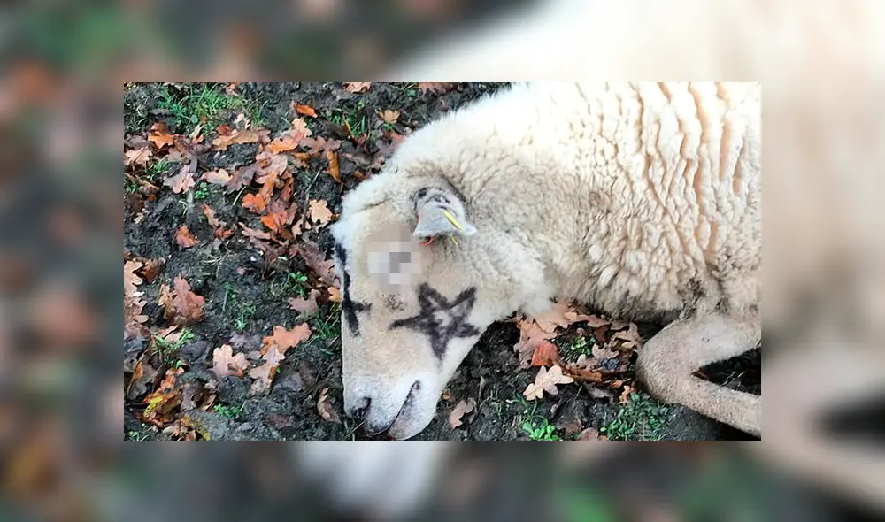 Descubren otras tres ovejas degolladas y con pintas de magia negra en el cuerpo como ‘sacrificio’ [FOTOS] 