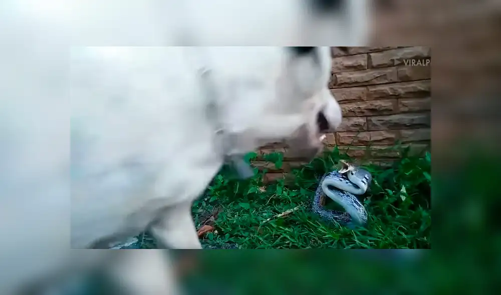Facebook viral: perro callejero enfurece a serpiente venenosa con ladridos y sucede algo brutal [VIDEO] 