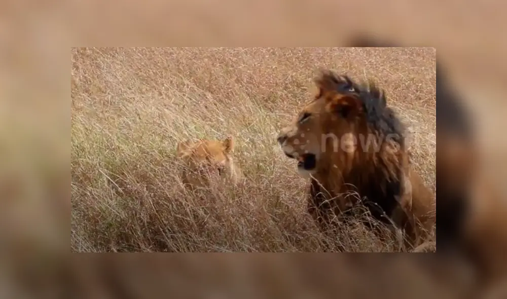 Turistas tienen impensado encuentro con feroces leones de África. Turistas tienen impensado encuentro con feroces leones de África.
