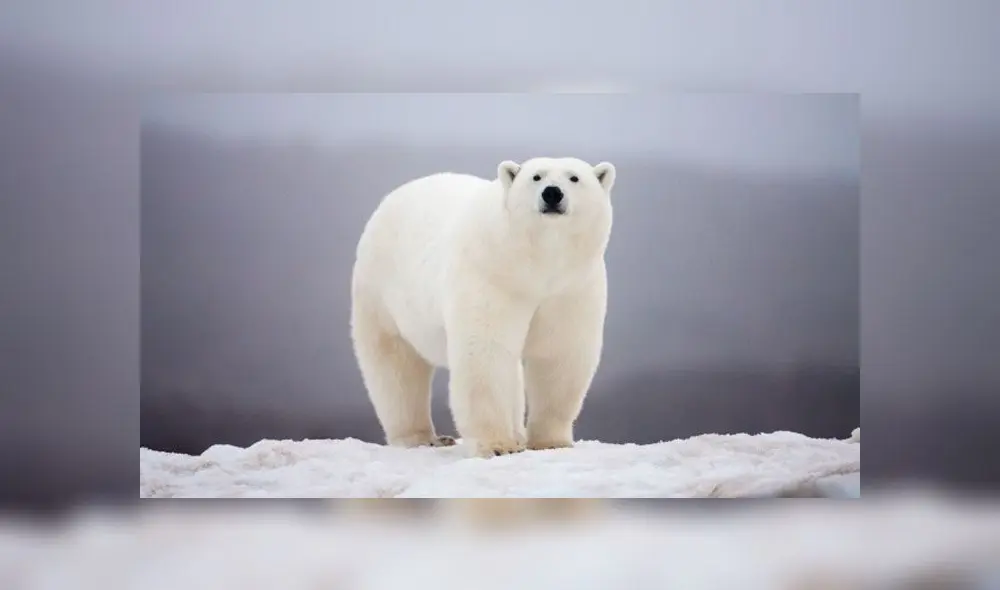 En el año 2011 un oso polar atacó a una adolescente de 17 años mientras acampaba con otras personas. Foto: Difusión.