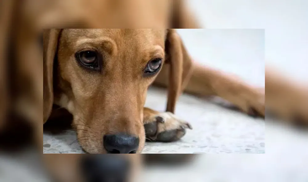 Campeón fue maltratado por su exdueña cuando tenía seis meses. Foto: AFP.