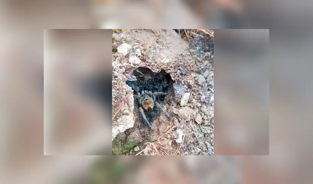 Desliza hacia la izquierda para ver a la enorme tarántula cuidando a sus bebés, escena que es viral en Facebook.