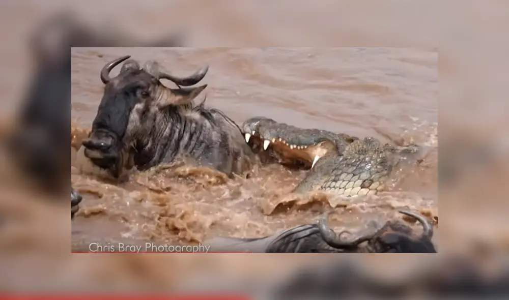 Video es viral en YouTube. Fotógrafo captó el inesperado final que obtuvo un distraído ñu, tras ser embestido por un enorme cocodrilo que emergió de las aguas para atacarlo Video es viral en YouTube. Fotógrafo captó el inesperado final que obtuvo un distraído ñu, tras ser embestido por un enorme cocodrilo que emergió de las aguas para atacarlo