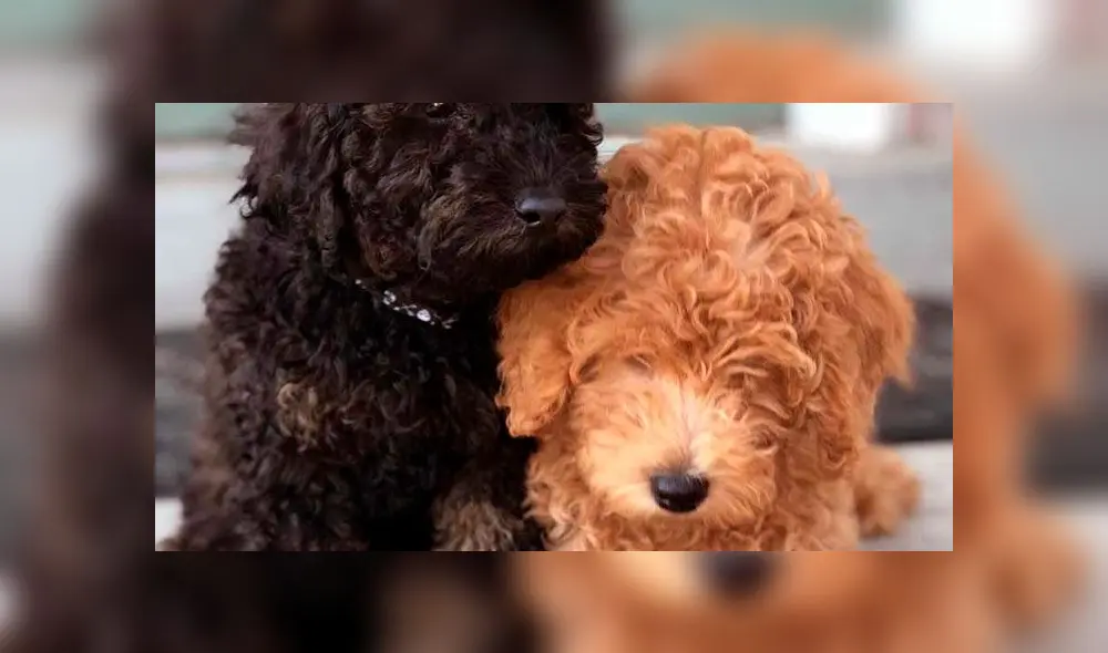 Labrador Doodle. Foto: difusión. Labrador Doodle. Foto: difusión.