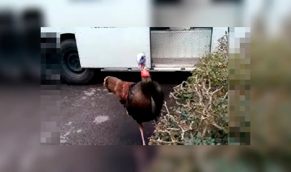 Pavo furioso por Acción de Gracias ataca a los repartidores cuando se acercan a su casa [VIDEO]