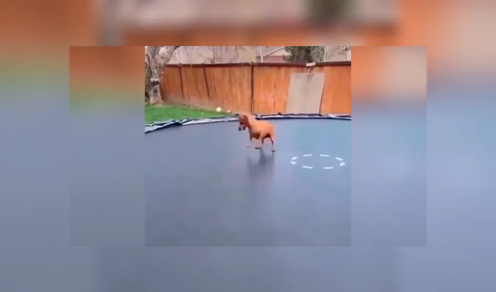 Desliza las imágenes hacia la izquierda para observar la emoción de un perro por jugar en un trampolín.