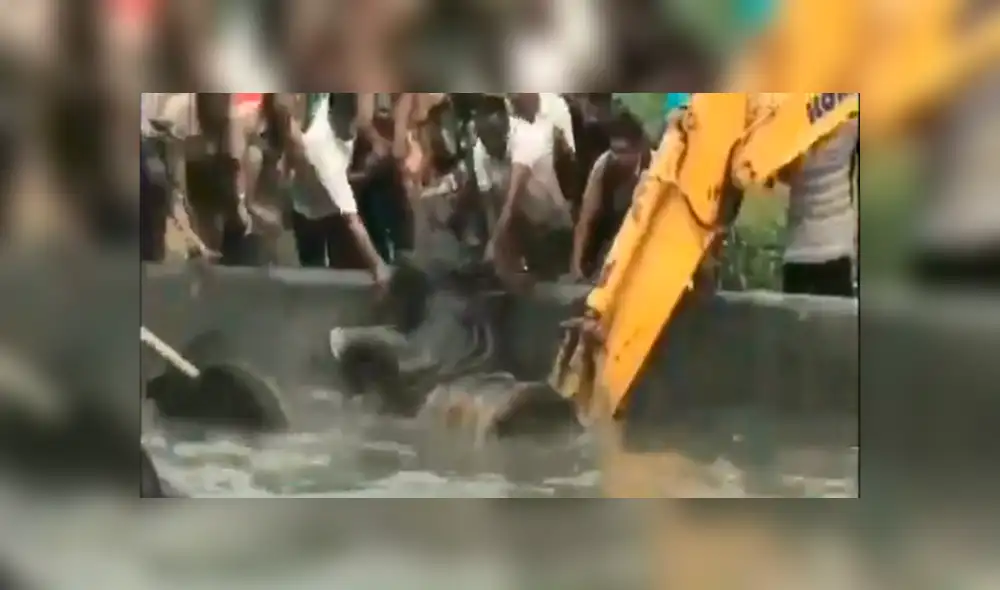 Salvan a elefante y su cría de morir ahogados tras caer a estanque de agua [VIDEO]